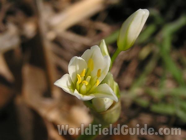 Flower and Bud<br>(Location of Picture: Fort Worth, Texas, USA)