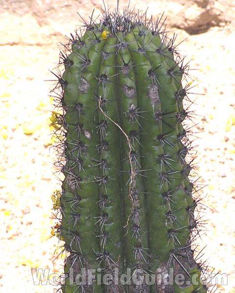 Top Of Plant<br>(Location of Picture: Garden, Fort Worth, Texas, USA)