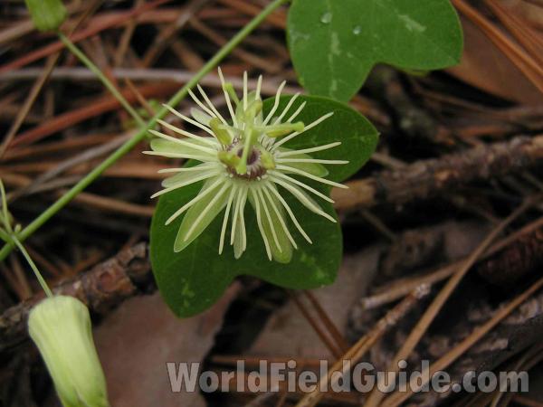 Flower<br>(Location of Picture: Tyler, Texas, USA)