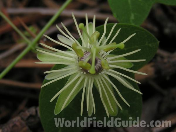 Flower - Close View<br>(Location of Picture: Tyler, Texas, USA)