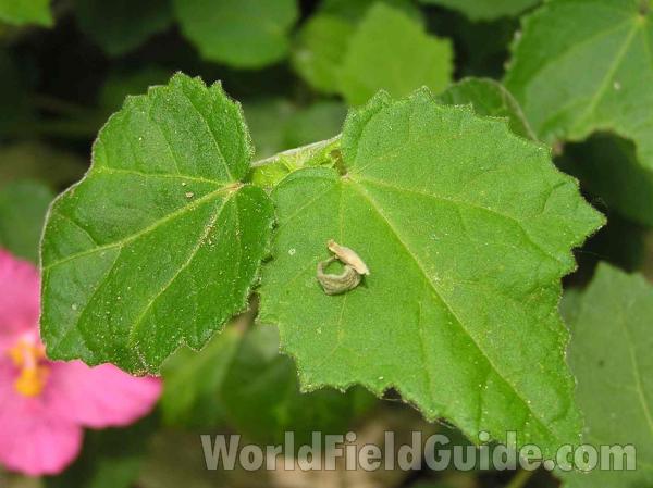 Leaf<br>(Location of Picture: Fort Worth, Texas, USA)