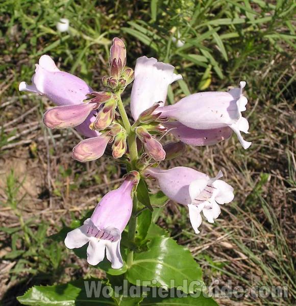 Flowers<br>(Location of Picture: Ne Texas, USA)