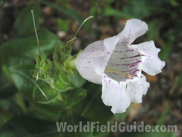 Flower - Side View<br>(Location of Picture: Ne Texas, USA)
