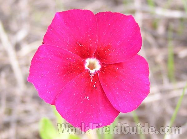 Flower<br>(Location of Picture: Plano, Texas, USA)