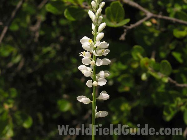 Flower Stalk<br>(Location of Picture: Plano, Texas, USA)