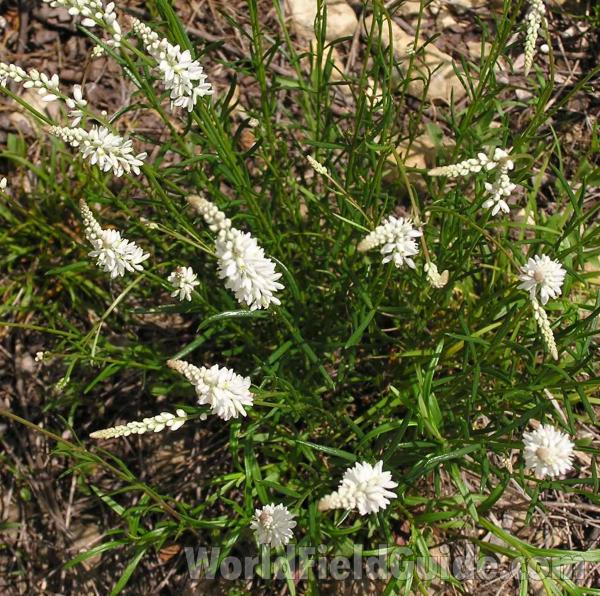 Habitat<br>(Location of Picture: Plano, Texas, USA)