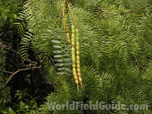 Fruit and Leaves<br>(Location of Picture: Fort Worth, Texas, USA)