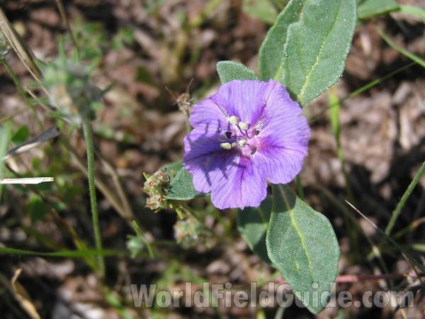 Flower and Leaf<br>(Location of Picture: Justin, Texas, USA)
