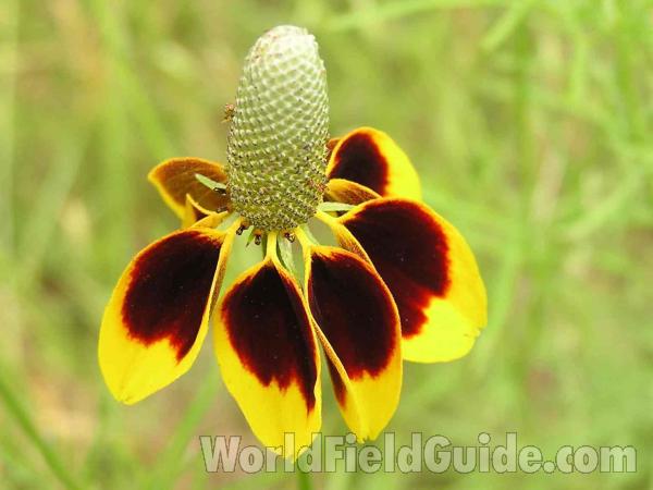 Flower<br>(Location of Picture: Grand Prairie, Texas, USA, 2004)