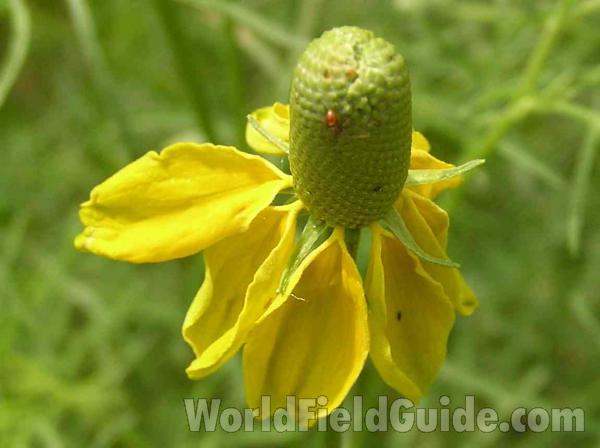 Flower<br>(Location of Picture: Grand Prairie, Texas, USA)