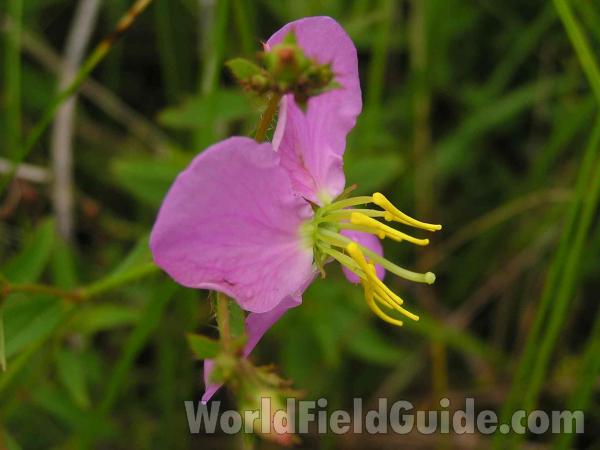 Flower - Side View<br>(Location of Picture: Tyler, Texas, USA)