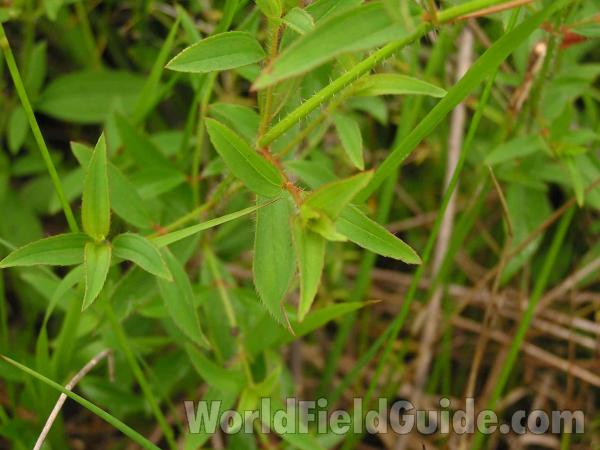 Leaves<br>(Location of Picture: Tyler, Texas, USA)