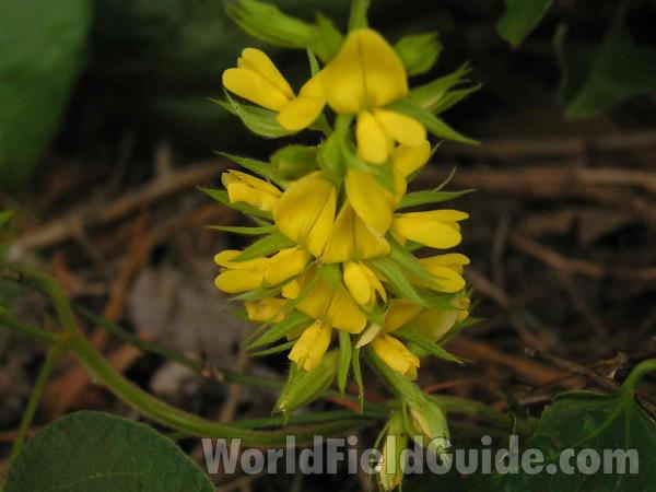 Flowers<br>(Location of Picture: Tyler, Texas, USA)