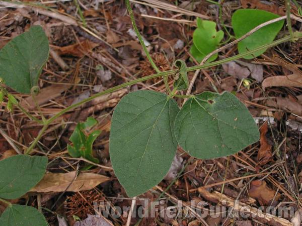 Thrice Compound Leaf<br>(Location of Picture: Tyler, Texas, USA)