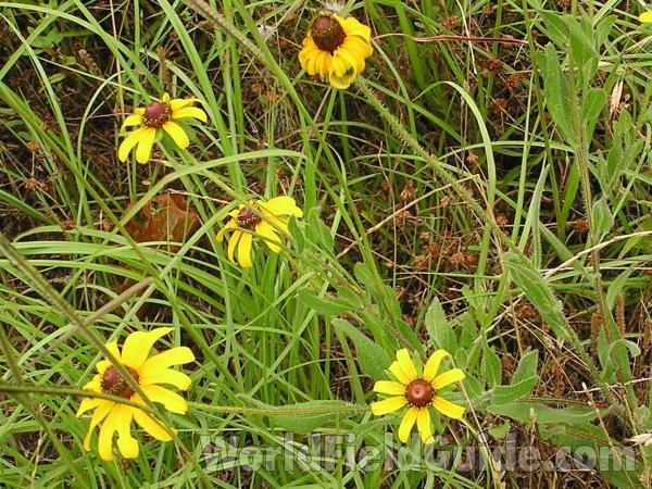Habitat Showing Hairy Stems<br>(Location of Picture: Fort Worth Texas, USA, 2004)