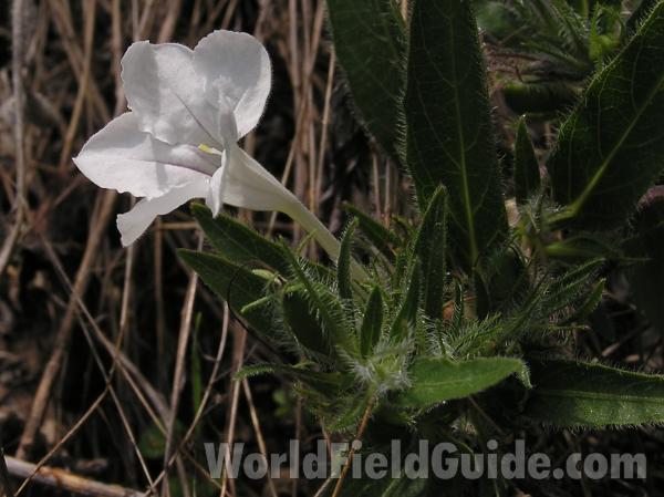 Flower - Side View Showing Leaves<br>(Location of Picture: Plano, Texas, USA, 2004)