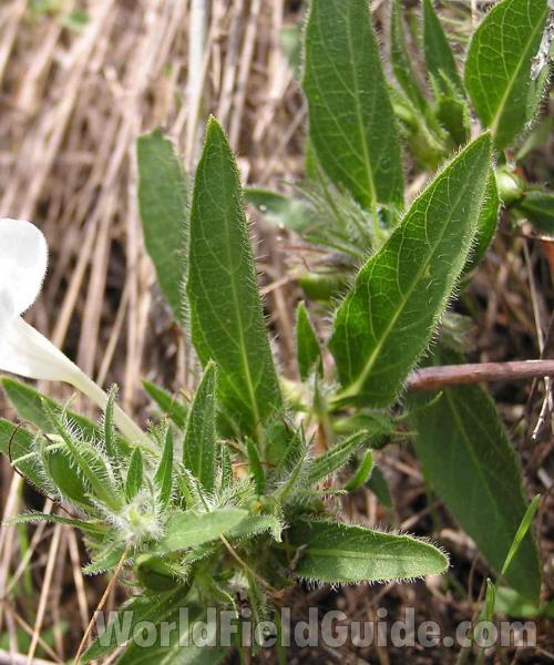 Leaves<br>(Location of Picture: Plano, Texas, USA, 2004)
