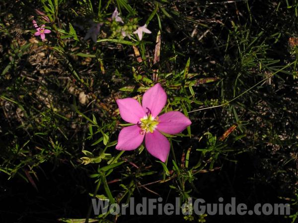 Top Of Plant<br>(Location of Picture: Fort Worth, Texas, USA)
