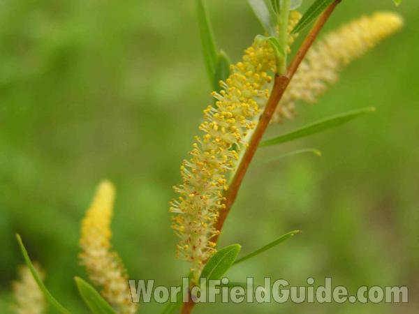 Flower<br>(Location of Picture: Plano, Texas, USA)