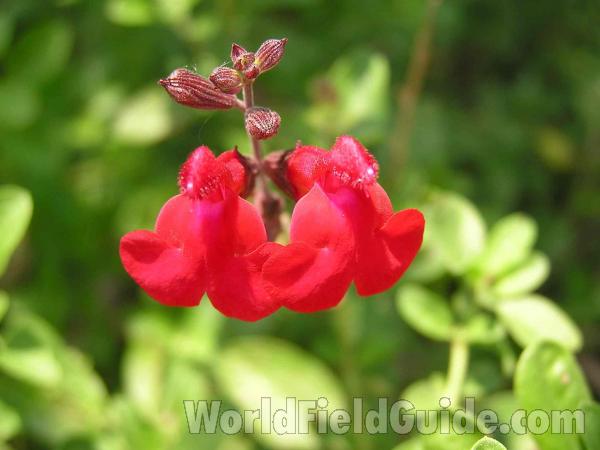 Flower<br>(Location of Picture: Eastern Texas, USA)