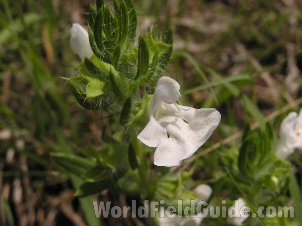 Flower and Leaves - Close View<br>(Location of Picture: Fort Worth, Texas, USA)
