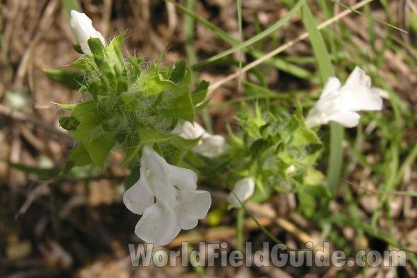 Flower<br>(Location of Picture: Fort Worth, Texas, USA)