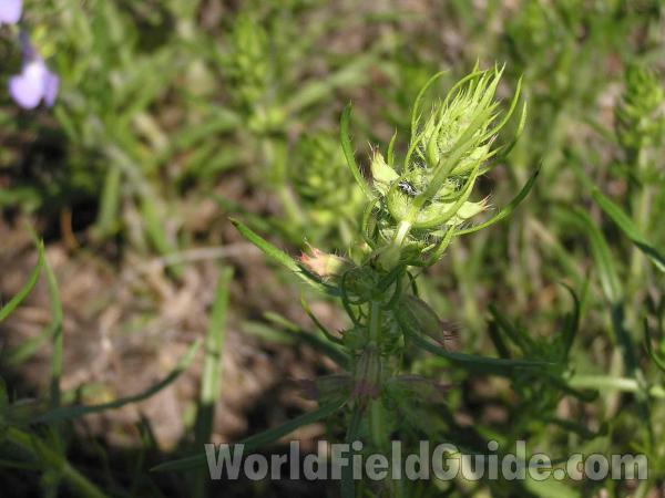 Top Of Plant<br>(Location of Picture: Fort Worth, Texas, USA)