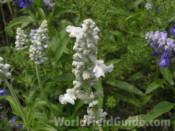Flower<br>(Location of Picture: Lake Worth, Texas, USA, 2004)