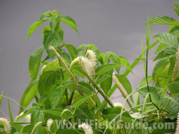 Top Of Plant<br>(Location of Picture: Tyler, Texas, USA)