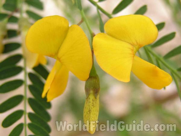 Flowers<br>(Location of Picture: Lake Worth, Texas, USA)