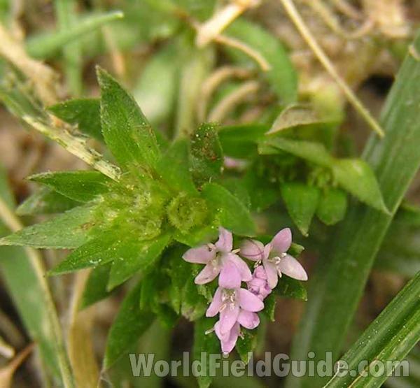Leaves<br>(Location of Picture: Fort Worth Texas, USA)