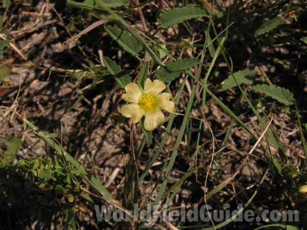 Flower and Leaves<br>(Location of Picture: Fort Worth, Texas, USA, 2004)