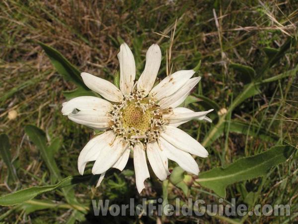 Flower<br>(Location of Picture: Joe Pool Lake, Texas, USA)