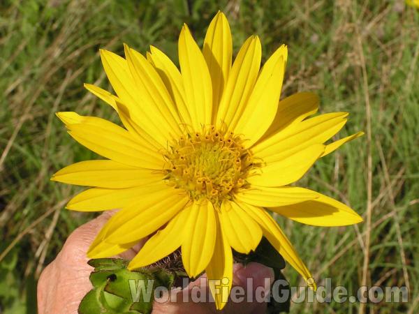 Flower - Front View<br>(Location of Picture: Tyler, Texas, USA)