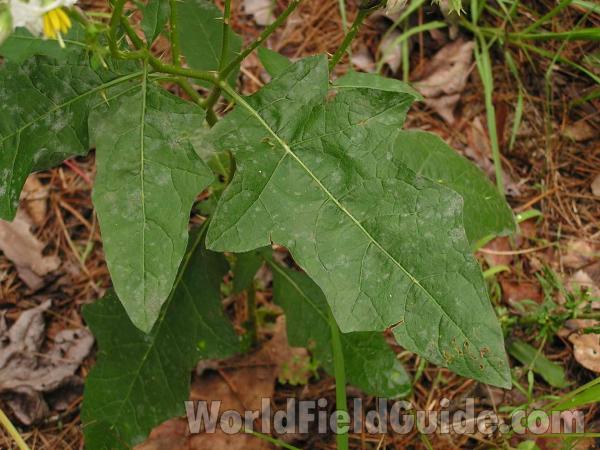 Leaf<br>(Location of Picture: Fort Worth, Texas, USA)