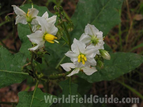 Flower<br>(Location of Picture: Fort Worth, Texas, USA)