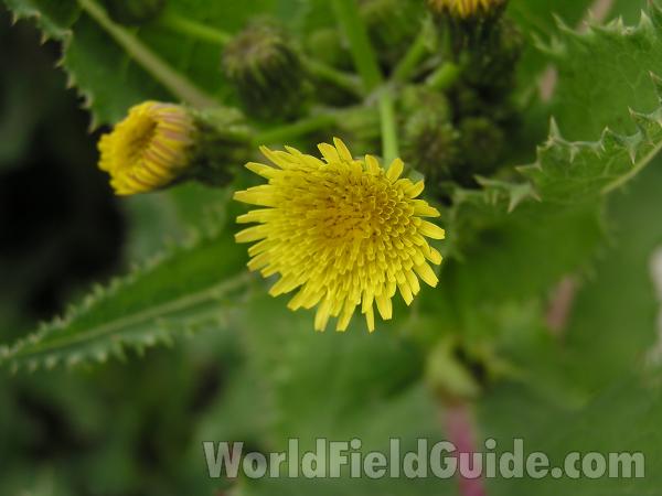 Flower<br>(Location of Picture: Lakeside, Texas, USA)