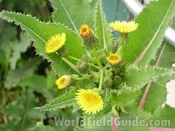 Flower and Leaves<br>(Location of Picture: Lakeside, Texas, USA)