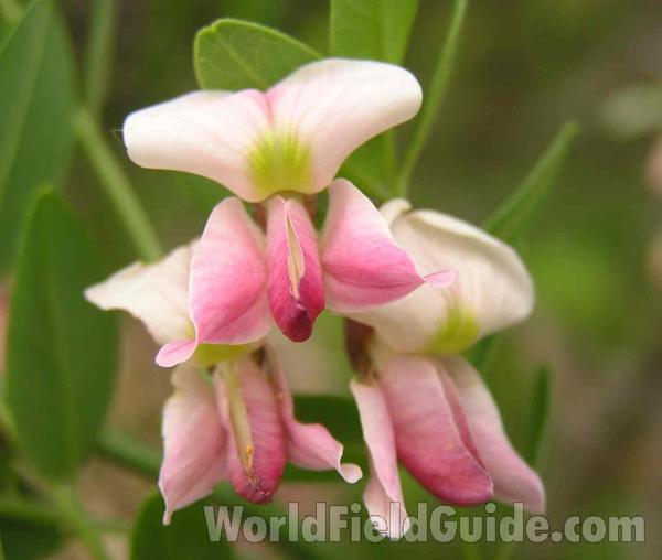 Flower<br>(Location of Picture: Fort Worth, Texas, USA)