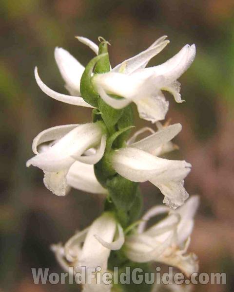 Flower - Close View<br>(Location of Picture: Fort Worth Texas, USA)