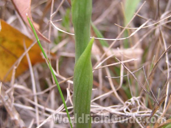 Stem - Close View<br>(Location of Picture: Fort Worth Texas, USA)