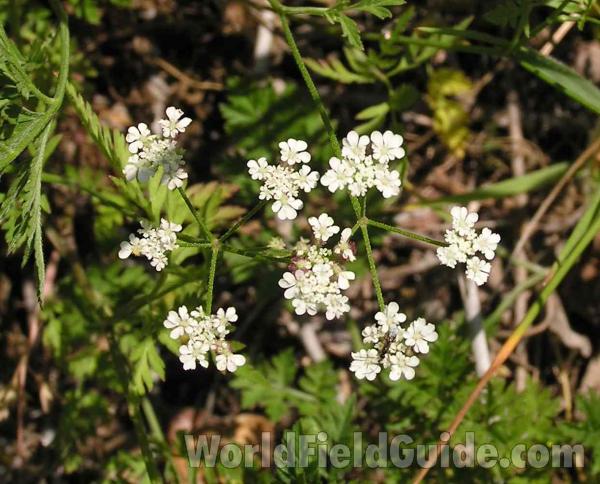 Umbel<br>(Location of Picture: Texas)