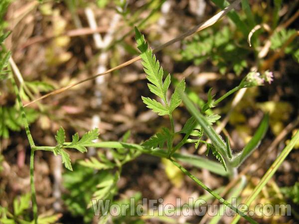 Leaf<br>(Location of Picture: Texas)