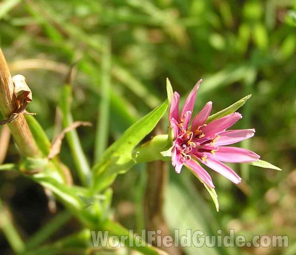 Flower<br>(Location of Picture: Grand Prairie, Texas, USA)