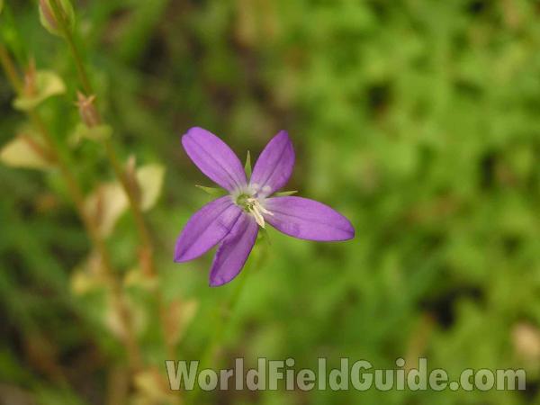 Flower<br>(Location of Picture: Tyler, Texas, USA)