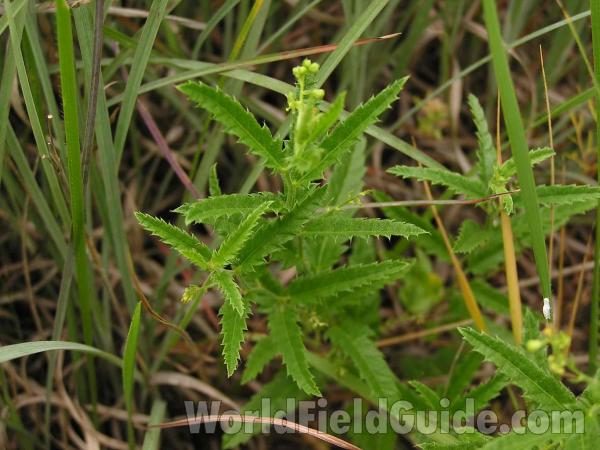 Leaves<br>(Location of Picture: Plano, Texas, USA, 2004)