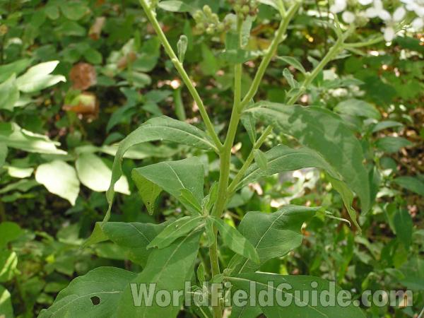 Stem and Leaf<br>(Location of Picture: Dallas, Texas, USA)