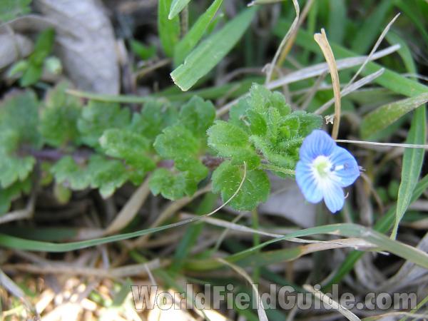 Top Of Plant