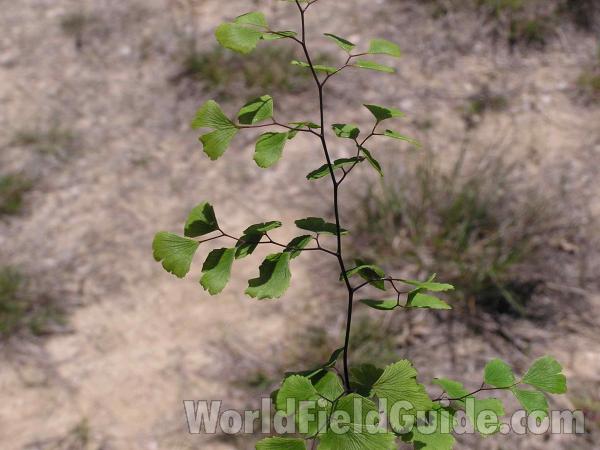 Silhouette<br>(Location of Picture: Lbj Grassland, Texas, USA)