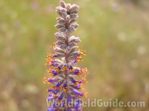Flowers and Buds<br>(Location of Picture: Fort Worth, Texas, USA, 2005)